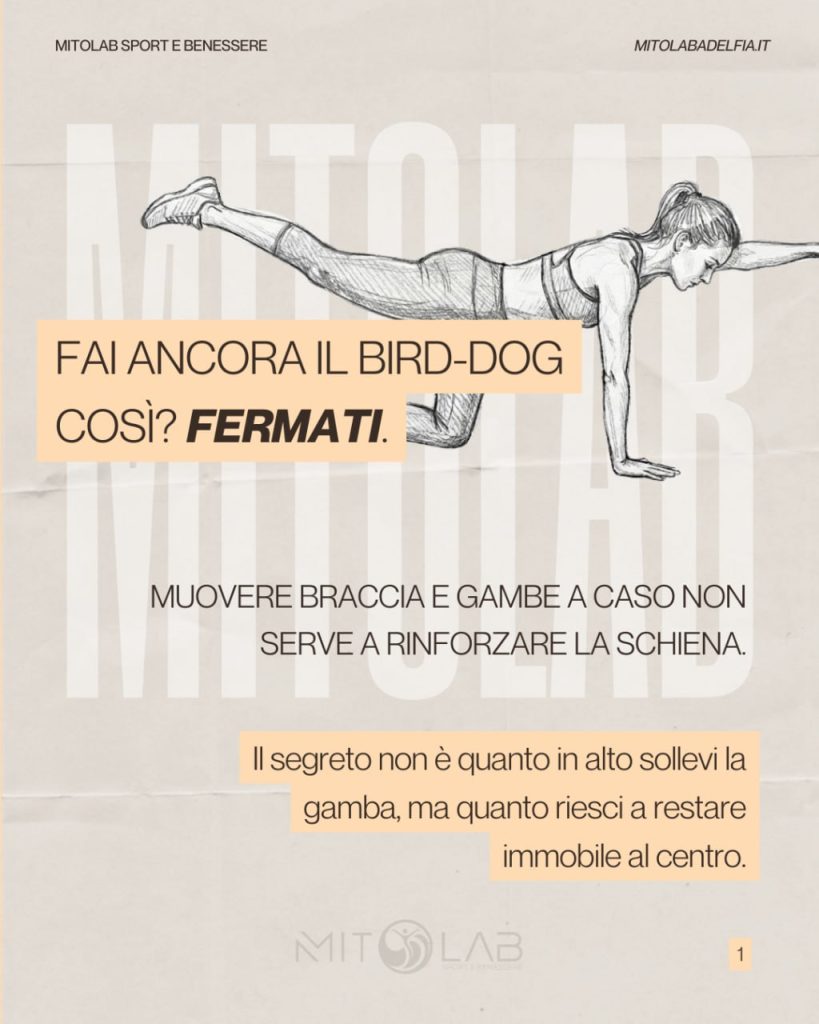 bird dog 1