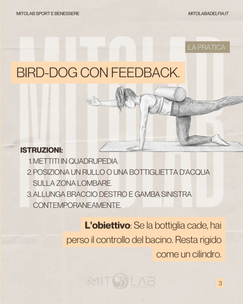 bird dog 4